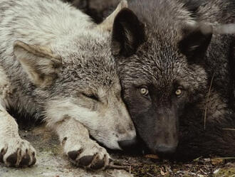 two wolves laying together, one white and one black. the white wolf is sleeping, the black one is perked up and looking at the camera.